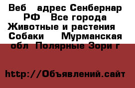 Веб – адрес Сенбернар.РФ - Все города Животные и растения » Собаки   . Мурманская обл.,Полярные Зори г.